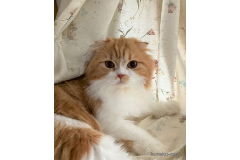 販売中のスコティッシュフォールド(折れ耳)の親猫